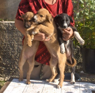 De ziua lor, zeci de caini si-au gasit un stapan