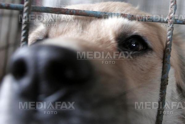 Un maidanez din Deva a muscat sapte oameni in doar doua zile!