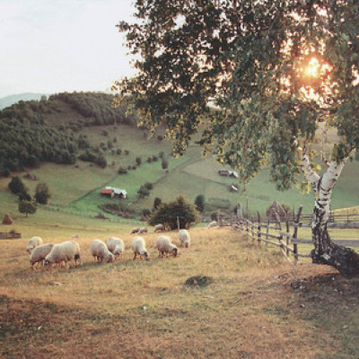 38 de oi macelarite de caini in curtea unui gospodar din Maramures