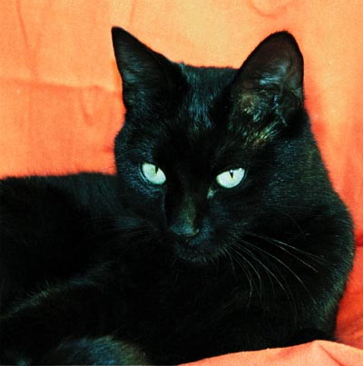 Socant! O femeie din judetul Timis a fost devorata de patru pisici