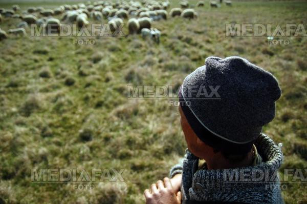 Un cioban a murit dupa ce a fost injunghiat in gat!