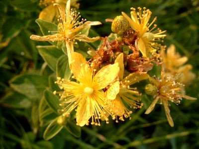 Sunatoarea, mai eficace in tratarea depresiilor decat Prozacul