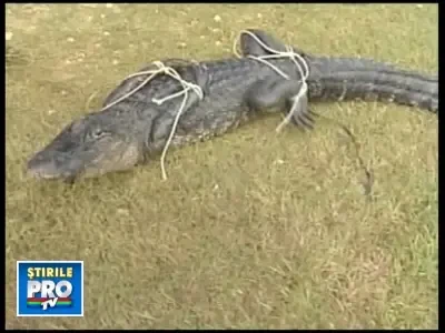 Aligatori, salvati dupa trecerea uraganului Ike