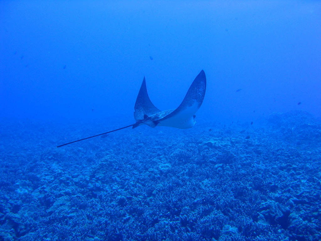Imagini incredibile din Oceanul Pacific: pesti filmati la mare adancime