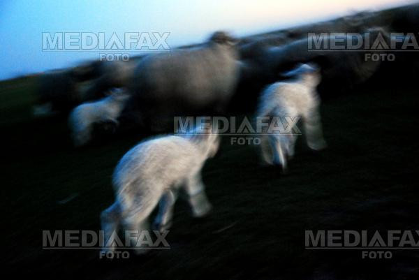 Lupii la oi! Macel la o stana din Mehedinti!