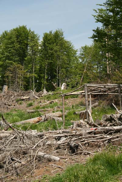 Un padurar a impuscat doi hoti de lemne prinsi in fapt. Acum risca puscaria
