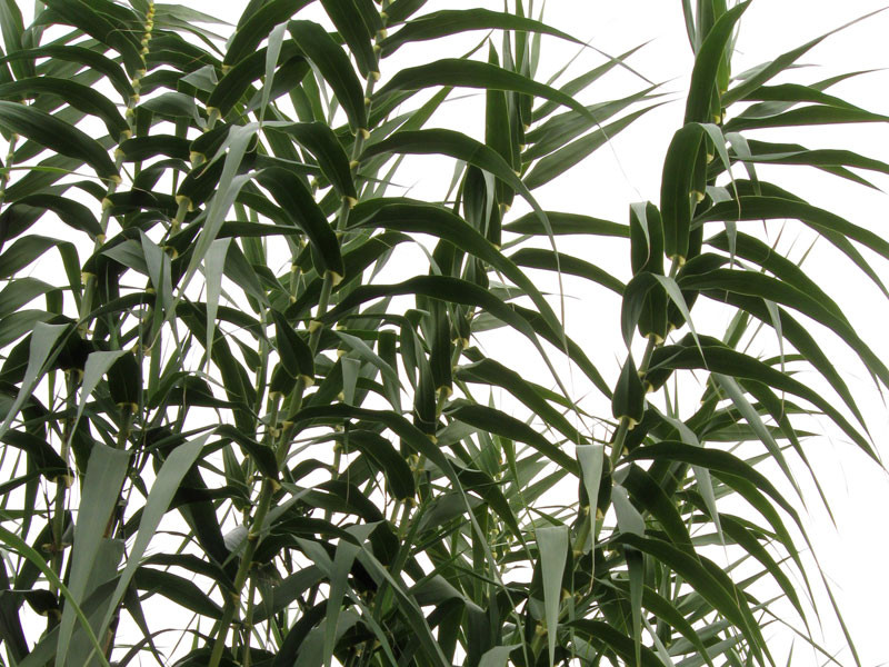 Razboi pe balta! La Tancabesti nu se mai pescuieste pe doi kilometri