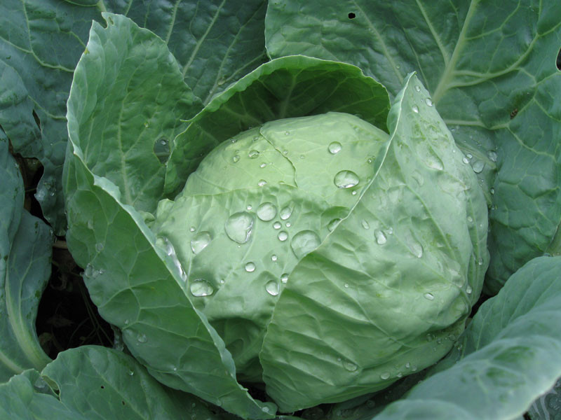 Zeci de mii de tone de varza putrezesc pe camp. Fermierii nu au cui sa le vanda