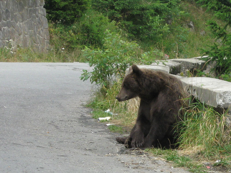 Ursii gunoieri s-au reprofilat: acum cauta de mancare in portbagaje!