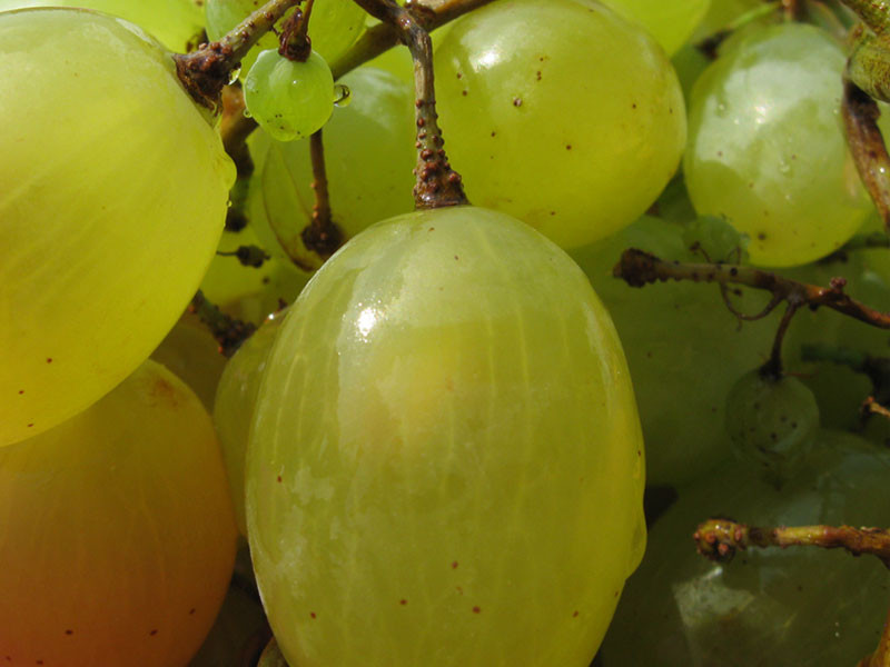 Record: cea mai mare echipa de zdrobitori de struguri!