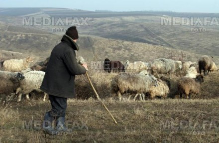 Botosani: barbat omorat de un cioban care voia razbunare