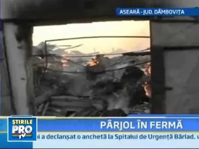 O tigara lasata aprinsa a declansat iadul la o ferma din Crevedia