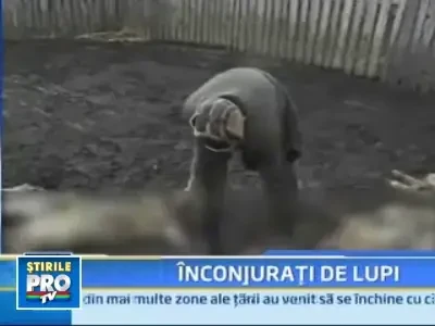Lupii la oi! Macel la o stana din Mehedinti!
