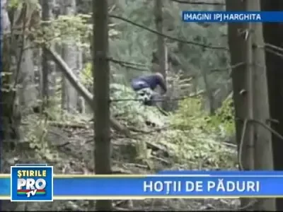 Harghita: sase barbati anchetati pentru furt de lemne