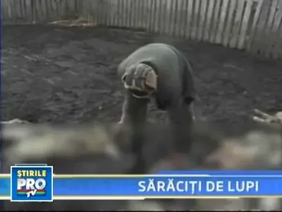 Lupii la oi! Macel la o stana din Mehedinti!