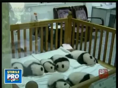 08genompandavo121008