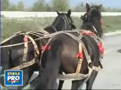 Culmea betiei! Un cal in stare de ebrietate a omorat un om