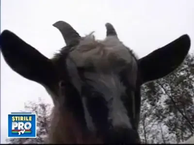 Click si cumpar-o! Capra e pe Mess