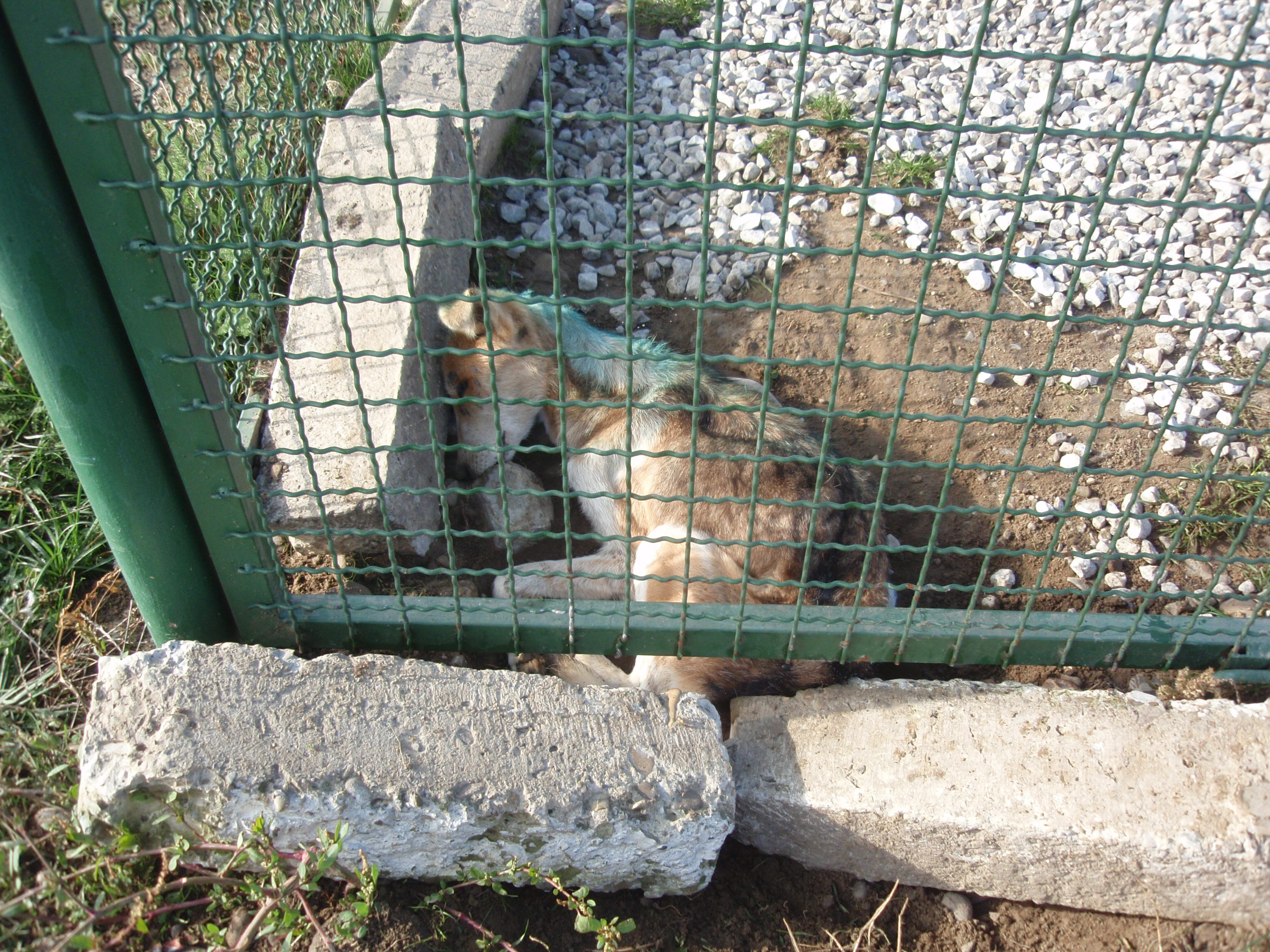 Adapostul ororilor! Cainii mor pe capete