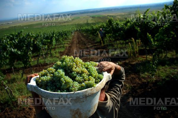 Injunghiat pentru un ciorchine de struguri!