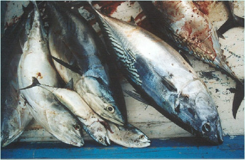 Salata de icre de 100 de kilograme, la Festivalul Pestelui de la Braila.