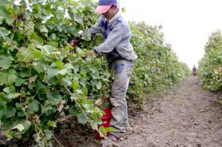 Sa cante ceterasii si sa curga vinul! Festivalul Strugurilor, la Sasar