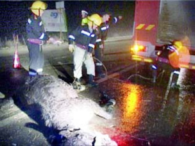 Cadavrul unui cal in descompunere, lasat sa zaca intr-un cartier baimarean