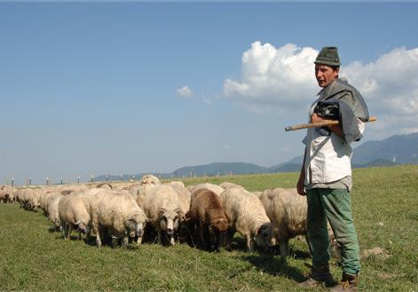 Ajutoare de la stat pentru fermierii buzoieni