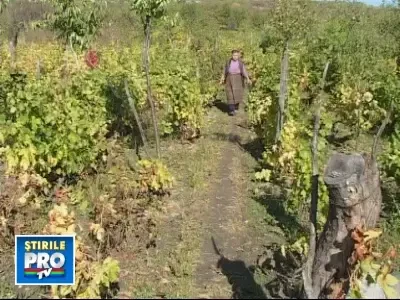 Struguri multi si prea ieftini in podgoriile din judetul Buzau