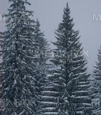 Mii de molizi s-au rupt sub greutatea zapezii in Muntii Sebesului!