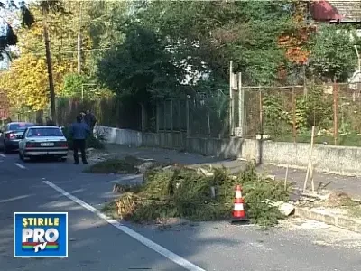 Strada Bradului fara brazi!