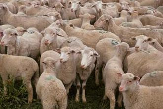 A trecut calea ferata cu turma de oi si a ajuns in stare grava, la spital