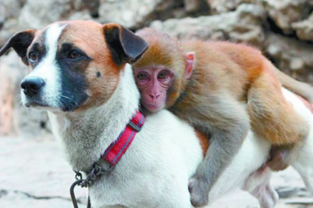 Un caine este bodyguard pentru o maimuta