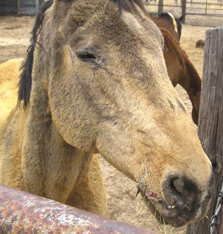 Imagini socante pe DN1! Cinci cai spulberati pe sosea