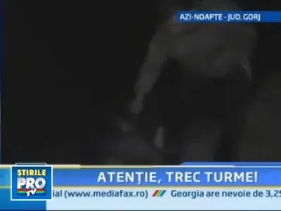 Zeci de oi macelarite de un tir pe un drum national!