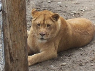 Bella, leoaica de la Zoo Buhusi, operata de glaucom