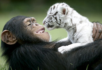 Un cimpanzeu este mama adoptiva a doi pui de tigru!