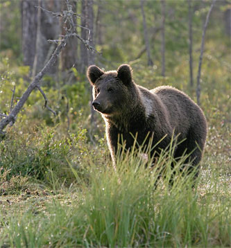 Romania, te iubesc! Ursii din Romania, delicatese pentru straini