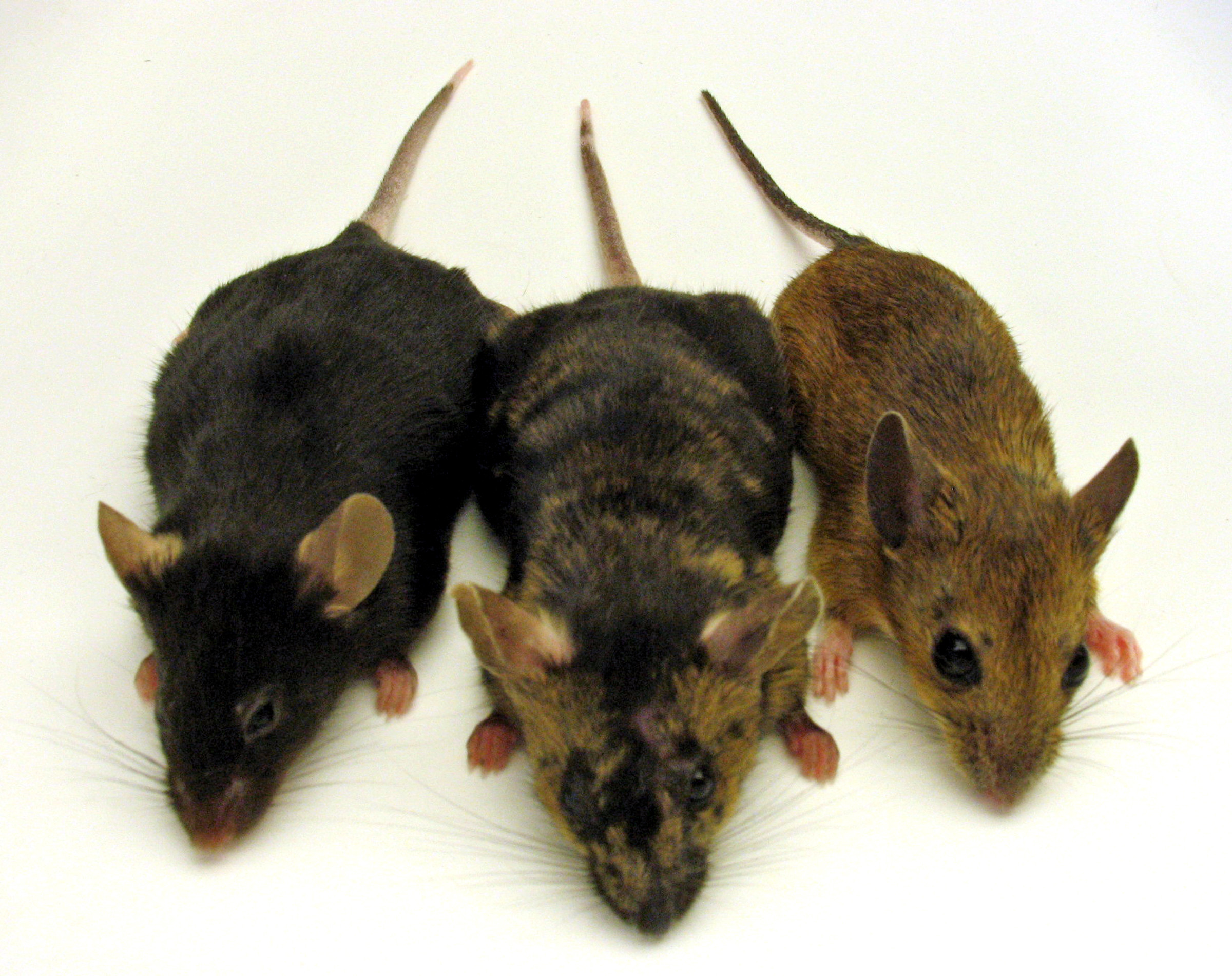 Timisorenii care nu isi deratizeaza spatiile pe care le detin vor fi sanctionati. Ce amenzi risca