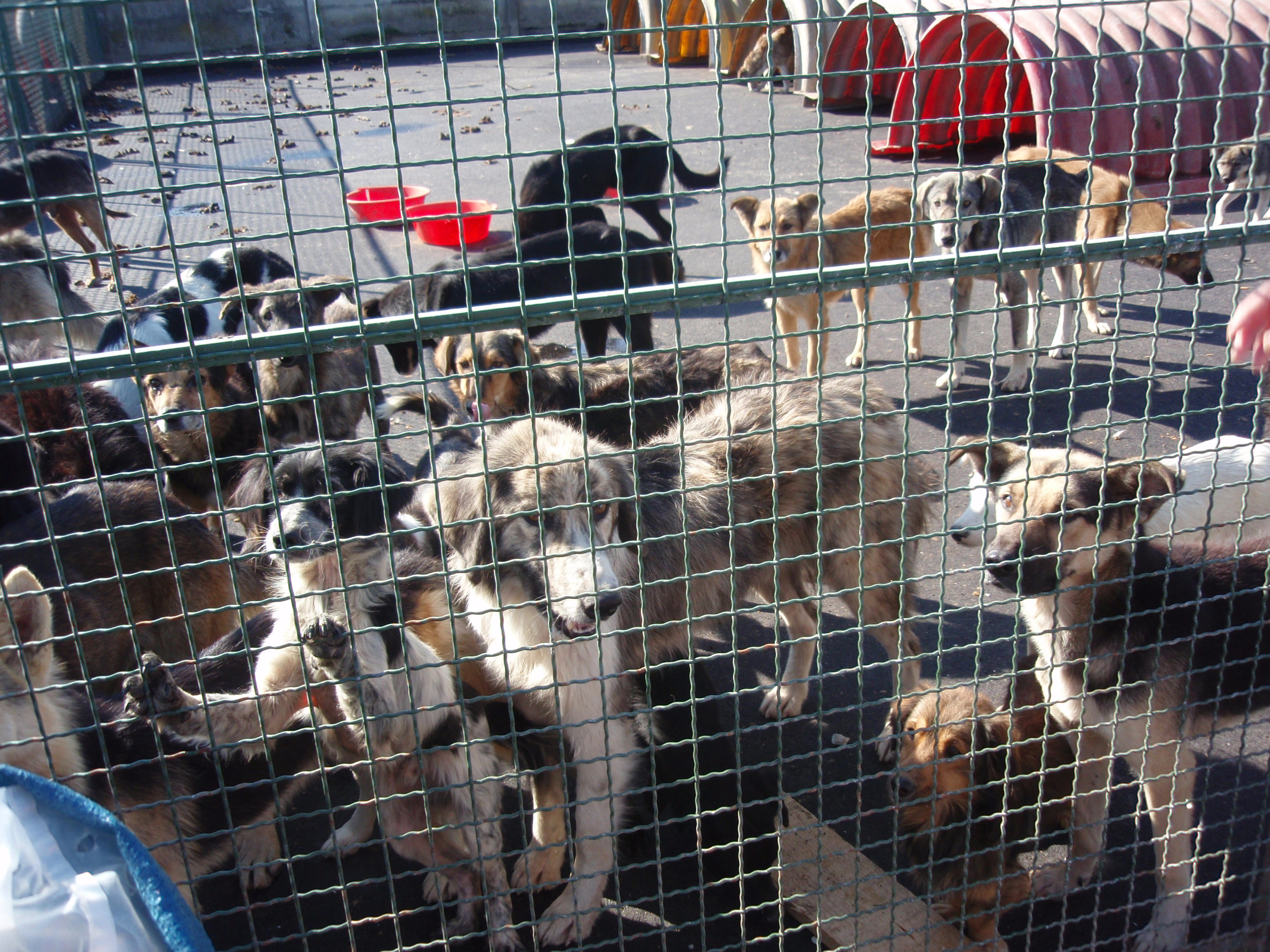 Autoritatile locale ii invita pe timisoreni sa adopte un maidanez. Adapostul Danyflor va avea program prelungit