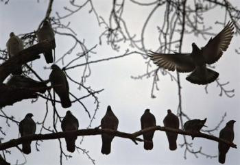 Porumbeii spioneaza Iranul!