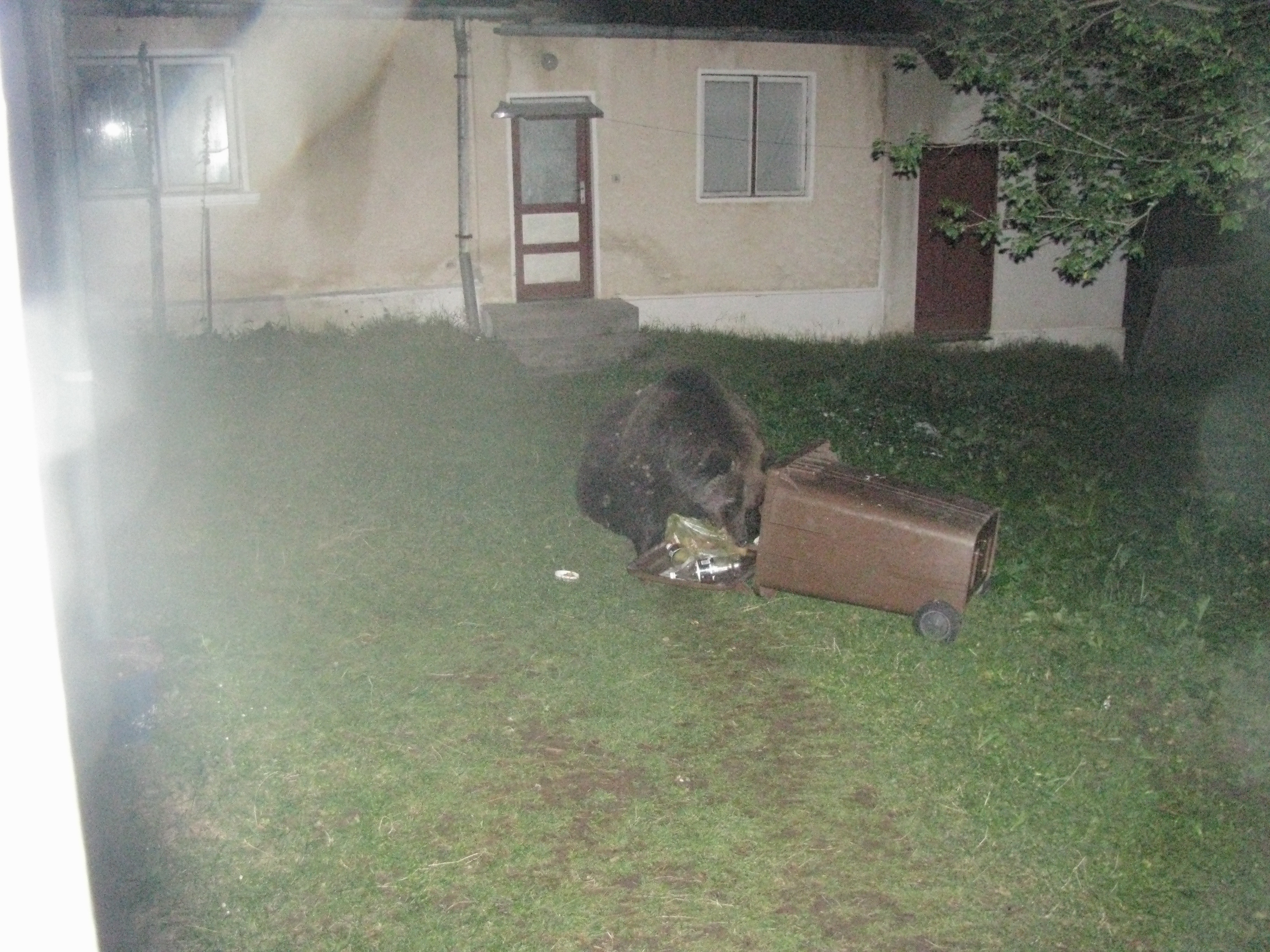 In umbra marelui urs!