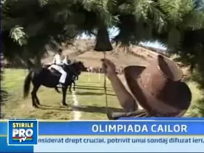 Caii de caruta, vedete intr-un concurs de hipism!