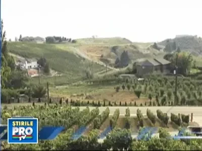 Incalzirea globala schimba harta vinurilor