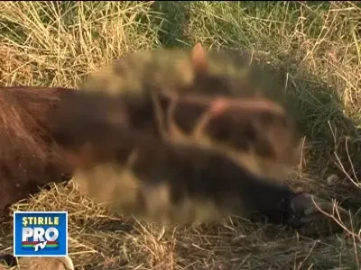 Cu piciorul rupt si parasit de stapani, un cal a murit in chinuri cumplite