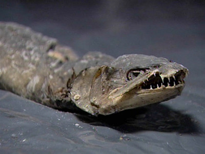 Sute de noi specii marine descoperite in apele Australiei