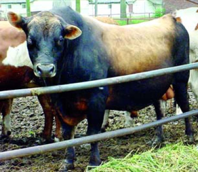 Taurii din Mures au priza la vacutele din Occident!