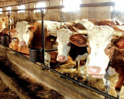 Boala limbii albastre alerteaza medicii veterinari din Buzau