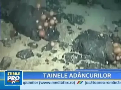 Sute de noi specii marine descoperite in apele Australiei