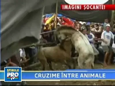Scene de groaza in Filipine! Zeci de cai, obligati sa se sfasie intre ei